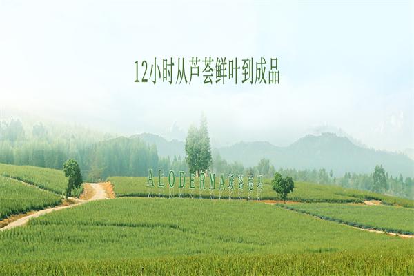 瑷露德玛芦荟胶