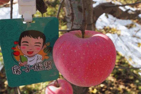 房子优果
