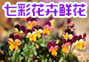 七彩花卉鲜花加盟