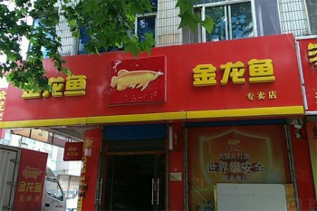 金龙鱼食用油