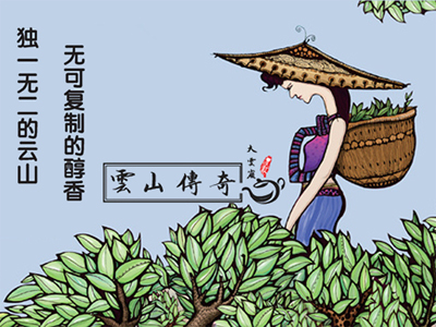 云山传奇茶叶