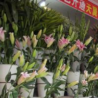 雅安花店