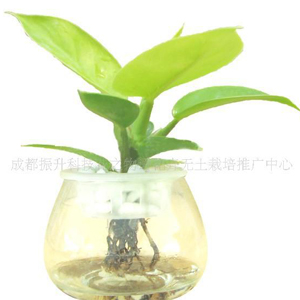花之物语