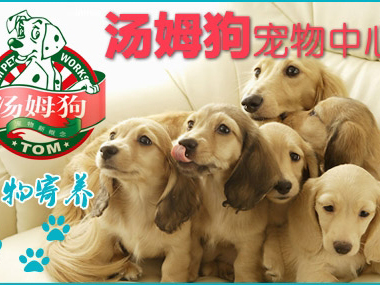 汤姆狗