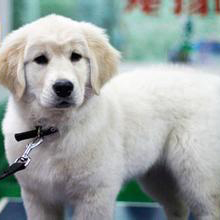 汤姆狗