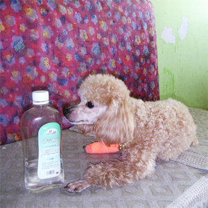 汤姆狗