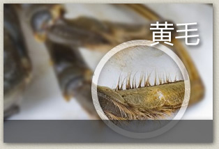 名蟹坊加盟