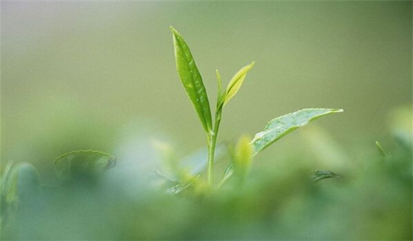 大舜皇茶叶加盟 大舜皇茶叶加盟