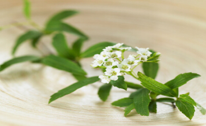 大舜皇茶叶