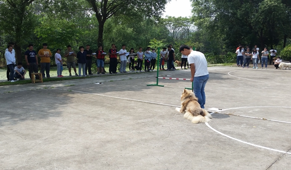犬语者宠物训导馆市场加盟前景如何? 犬语者宠物训导馆市场加盟前景如何?