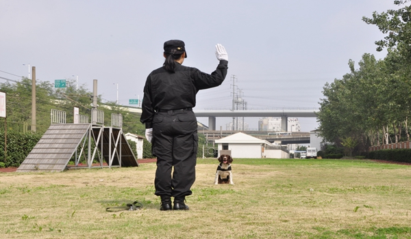 犬语者宠物训导馆加盟需要什么条件? 犬语者宠物训导馆加盟需要什么条件?