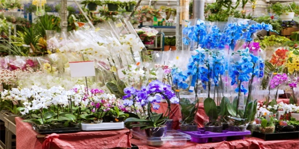 俪缘鲜花连锁