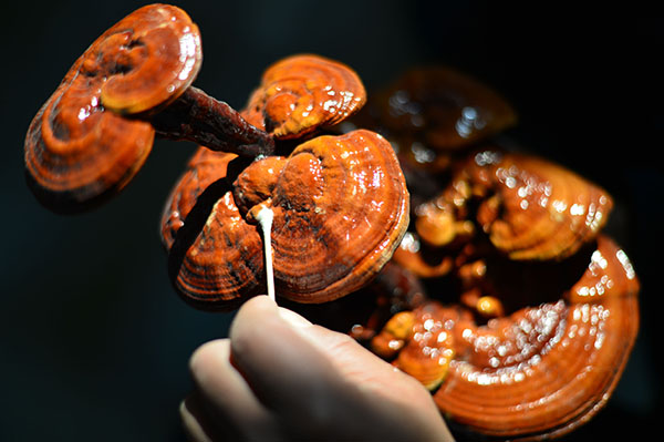 一盆灵芝盆景高达上万元 原来创业还可以这么干
