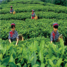 大舜皇山