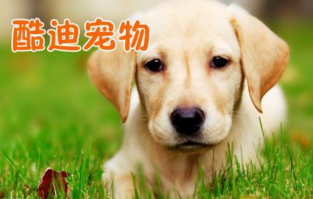 加盟投资酷迪宠物好吗
