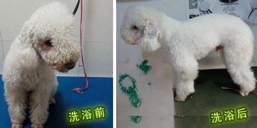 加盟投资皇家宠物食品可以吗