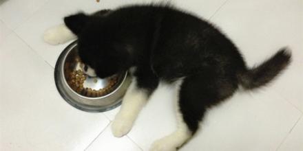 加盟卫塔卡夫宠物食品怎么样