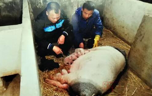 残疾小伙欠债连连 回家养猪年赚百万取美女媳妇 残疾小伙欠债连连 回家养猪年赚百万取美女媳妇