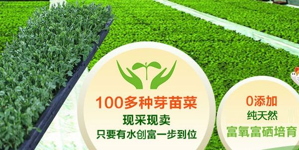 菜立方芽苗菜